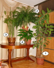 Набор крупных комнатных растений для офиса или зимнего сада