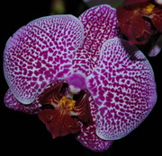 Экзотическая красота - орхидеи