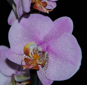 Орхидея в подарок 