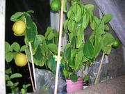саженцы плодоносящих лимонов