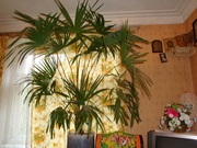 Пальма в Нижнем Новгороде