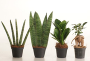 Стильные мини-растения для дома и офиса