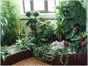 зеленая ноль три уход за комнатными растениями