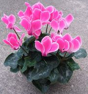 Цикламен – многолетний цветок для продажи к 8 марта