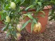 Пепино- дынная груша экзотическое растение