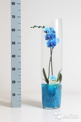 Орхидея фалеонопсис синий в вазе