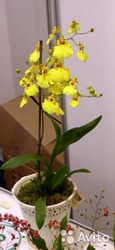Орхидея онцидиум в горшке микс