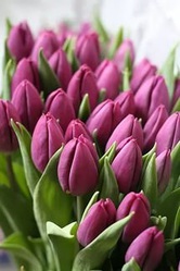 Тюльпаны к 8 марта по антикризисным ценам.