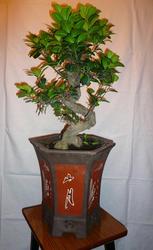Бонсай-карликовые деревья из Японии