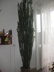 Высокий кактус молочай (2, 5 м)