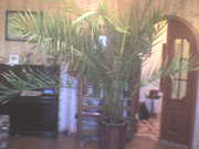 комнатная финиковая пальма